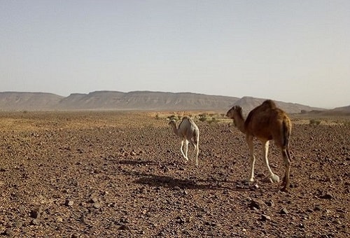 Desert tours Ouarzazate